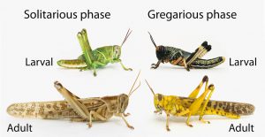 Grasshopper chart