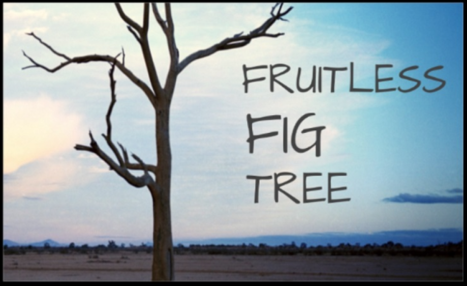 fig tree with no fruit